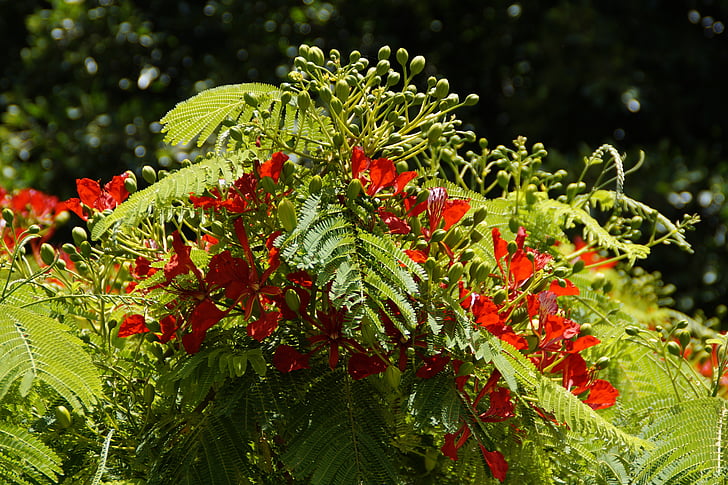 o Flamboyant, árvore, árvore florescente, tropical, trópicos, vermelho, brilhante