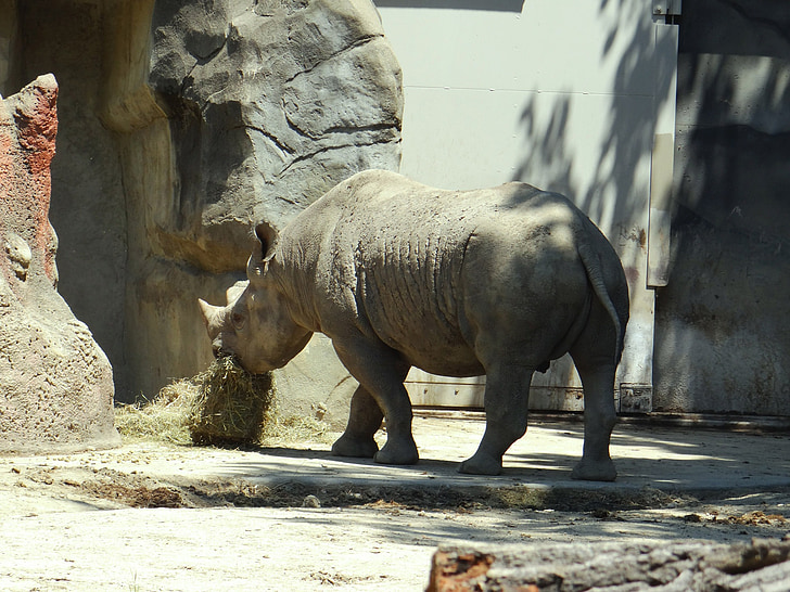 Rhino, jedzenie, ogród zoologiczny, zwierząt, Natura, głodny