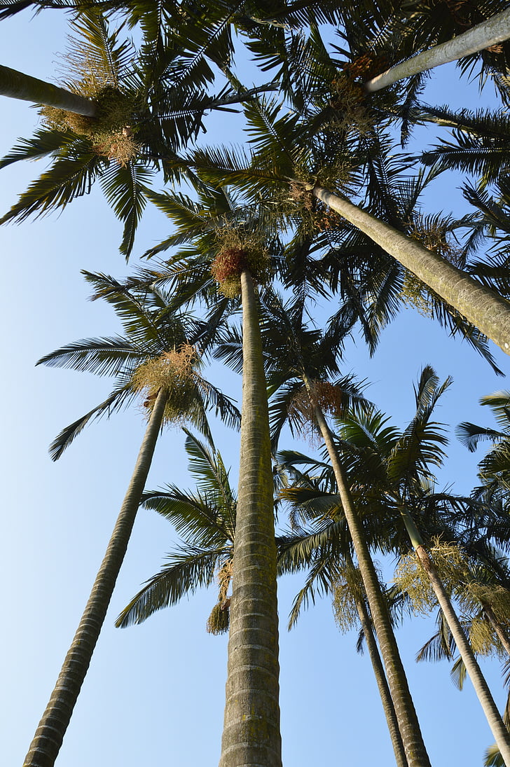 Palm, pohon, tinggi, daun, langit, tropis, pohon palem