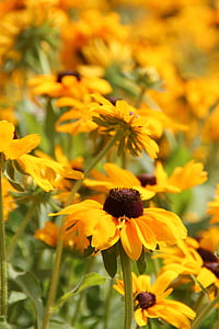 gelb, Sonnenblumen, Blumen, Sommer, Wiese, Natur, Anlage
