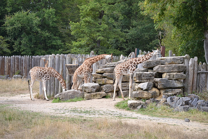 žirafa, Afrika, volné místo
