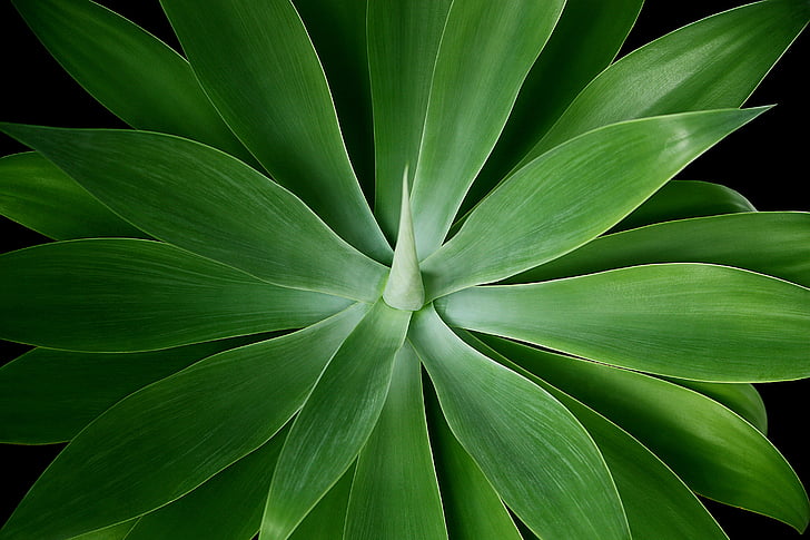 agave attenuata, spike, plant, green, nature, flora, grow