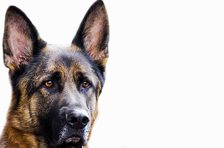 kutya, arc, állat, német, elzászi, közeli kép:, idegen rádióadást figyel