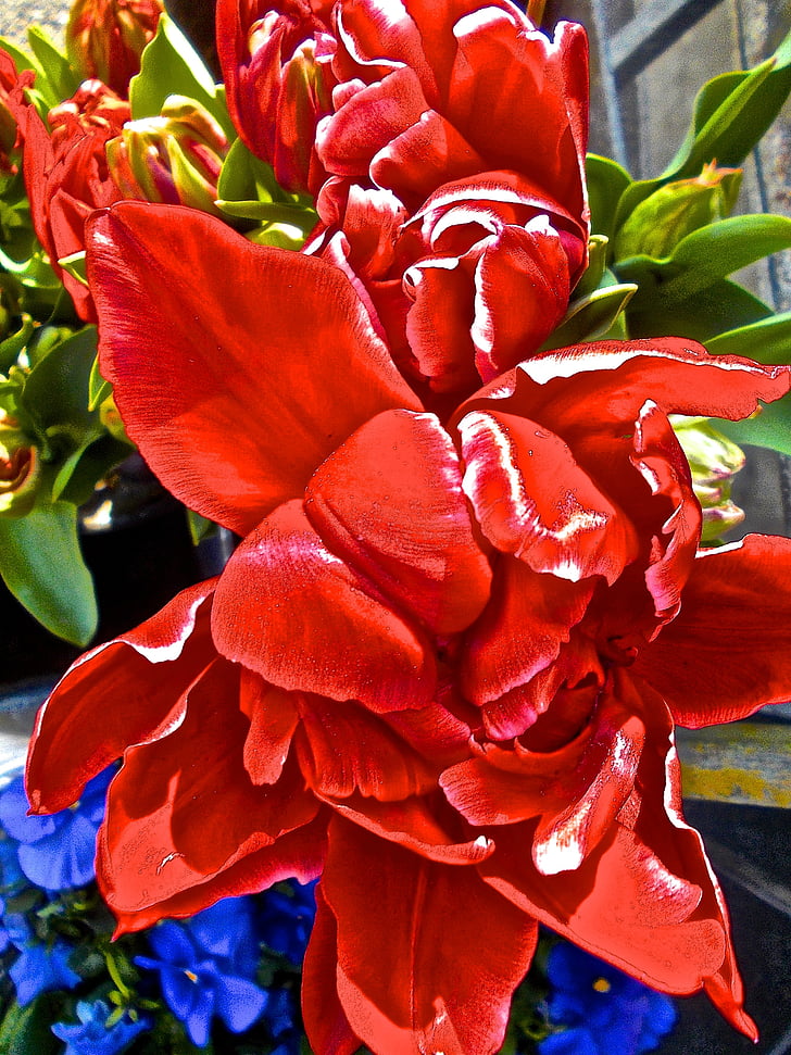 Surrealisme, Tulip, rød blomst, natur, blomst, plante, rød