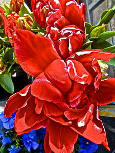 surrealismus, Tulipán, červený květ, Příroda, květ, závod, červená