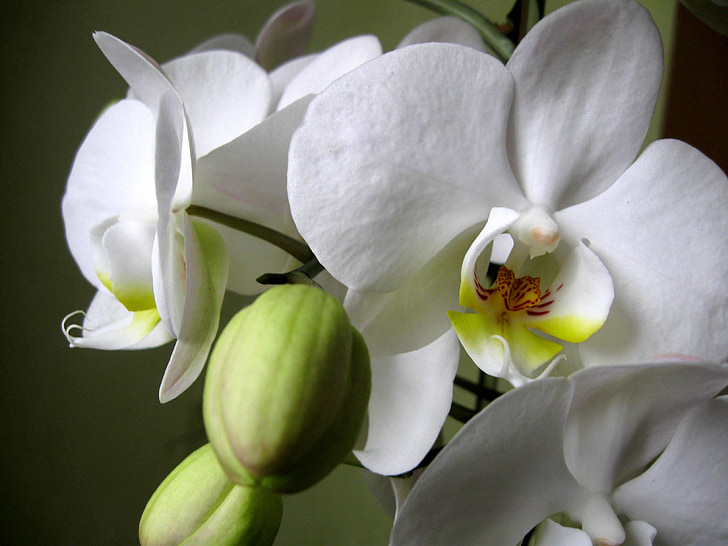 Orchis, les pétales, fleur, Orchid, boutons floraux