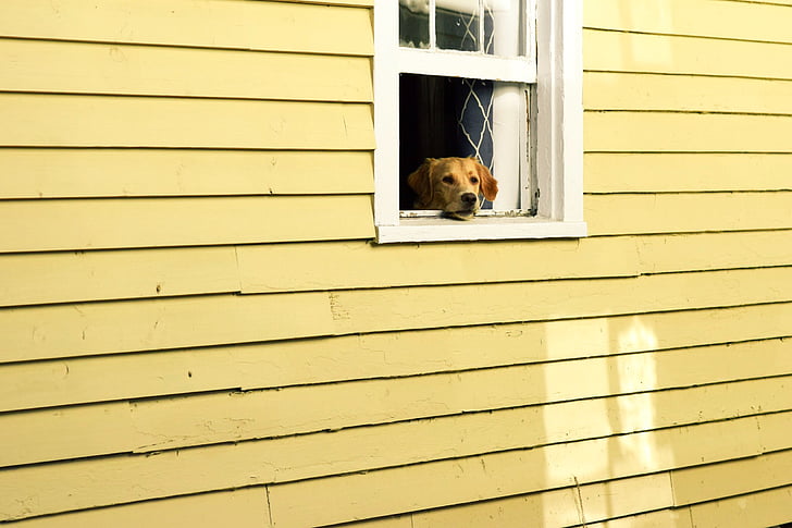 casa, finestra, animal de companyia, animal, gos, cadell, paret