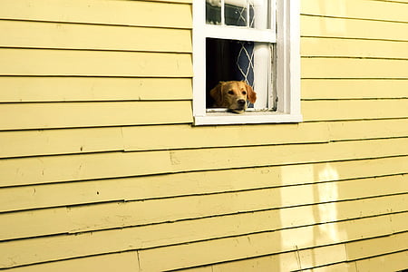 hus, vindue, Pet, dyr, hund, hvalp, væg