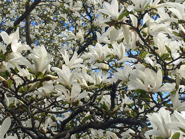 magnolija, medis, gėlė, balta