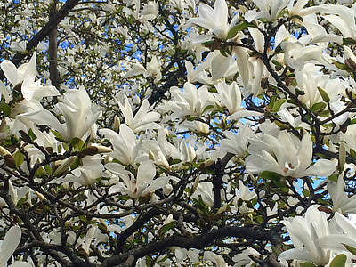 magnolija, drevo, cvet, bela