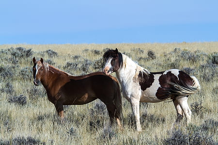 caballos salvajes, mustangs salvajes, Mustangs, caballos, caballos salvajes americanos