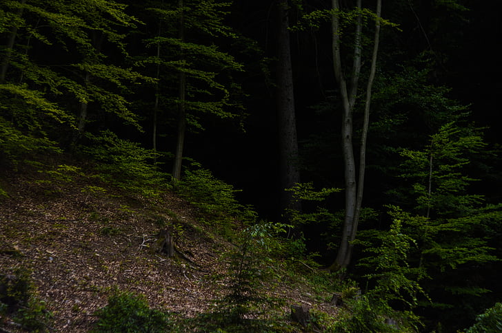 green, leaf, trees, mountain, plant, dark, forest