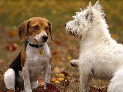 animal photography, animals, dogs, hound, pets, puppies, dog