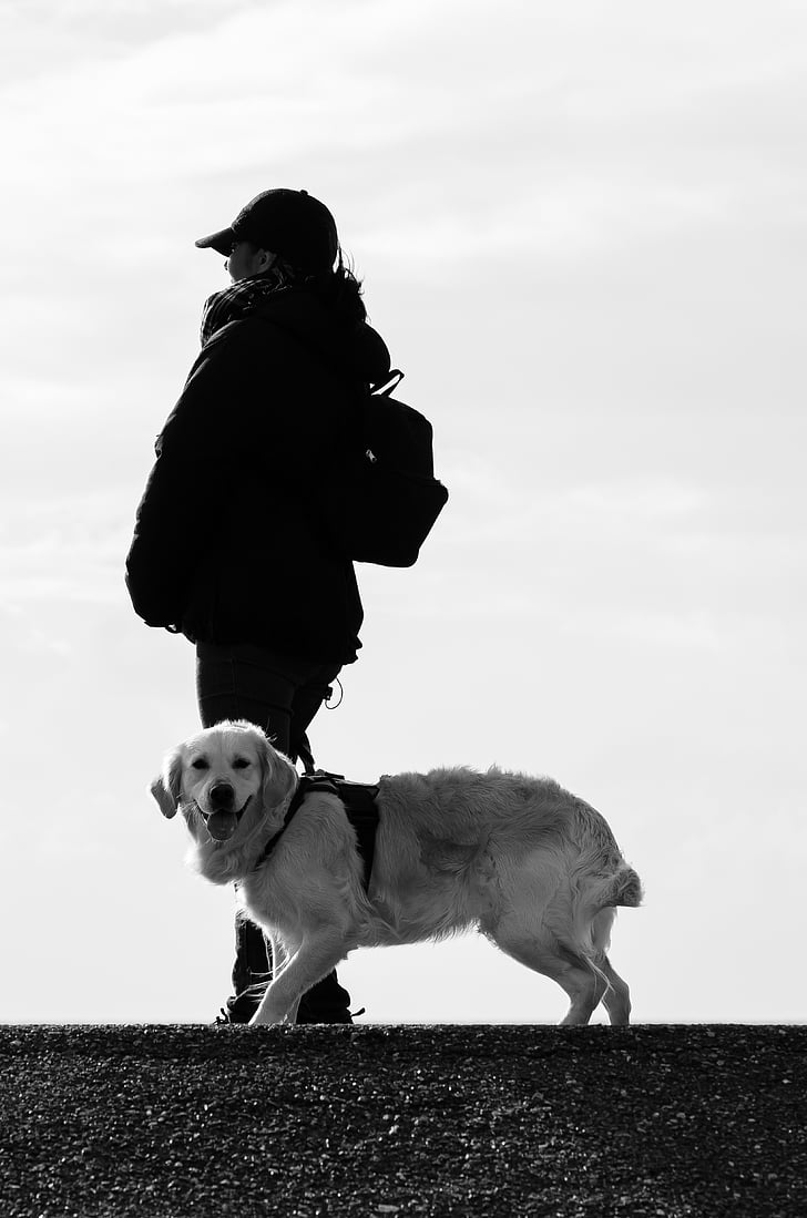 hond, menselijke, dier, strand, Labrador, wildlife fotografie, hond loopt
