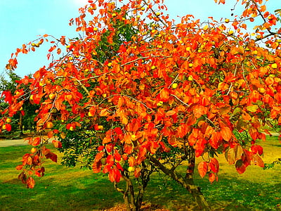 herfst, natuur, Park, Oranje, boom, Tuin, de daling in