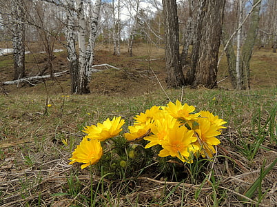 Adonis, pétalos amarillo, flor del sol, naturaleza, bosque, abedul, primavera