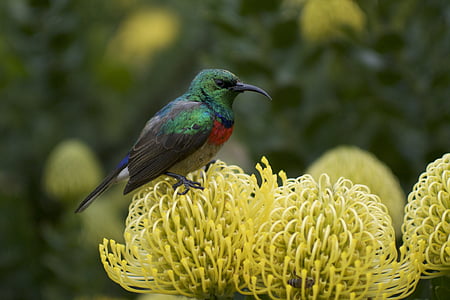 green, black, red, hummingbird, perch, yellow, pin