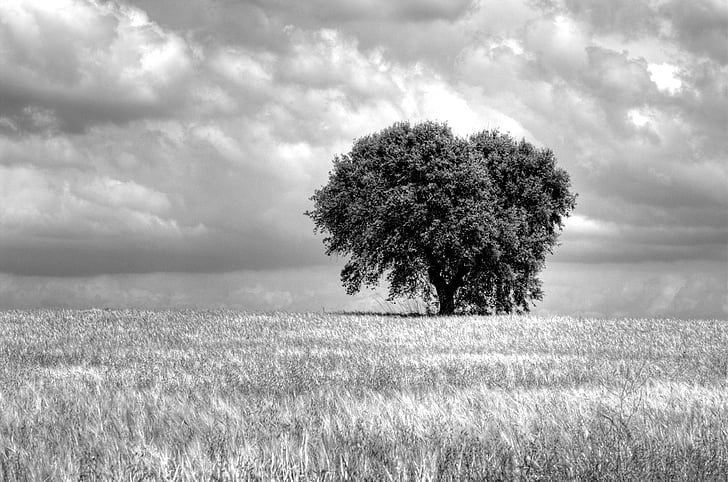 tree, field, sinister, clouds, sky, monochrome, nature