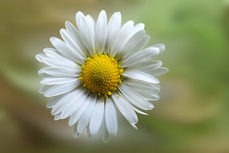 Daisy, Blüte, Bloom, Blume, Spitzen Blume, Rasen-Blume, Zerbrechlichkeit