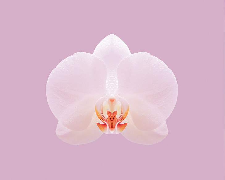 pink, orchid, nature, flower, white, petal, backgrounds