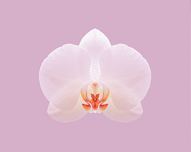 Rosa, orquídia, natura, flor, blanc, pètal, fons
