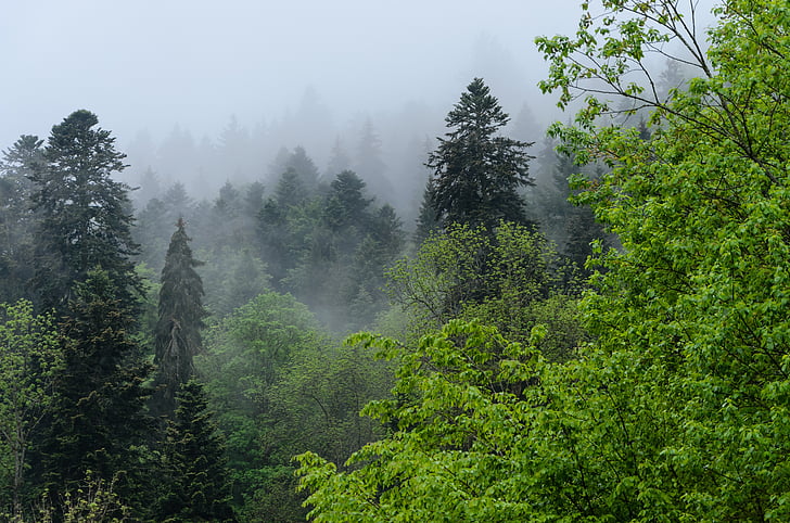 Triberg, hutan hitam, kabut, hutan, alam, pohon, Jerman