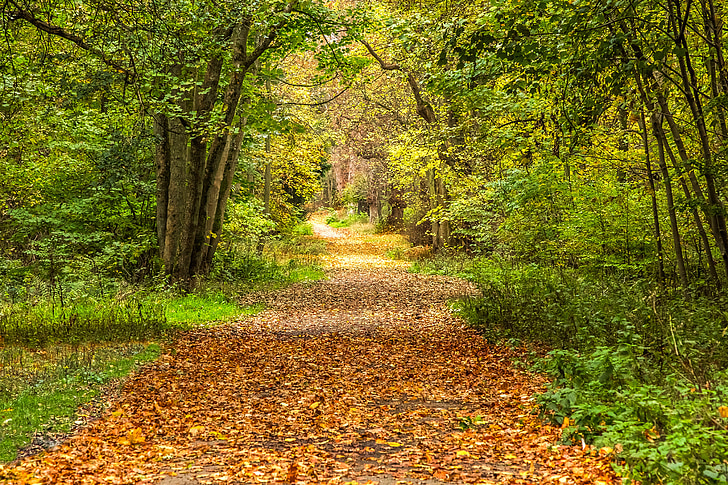 jeseni, gozd, pot, narave, listov, drevo, na prostem