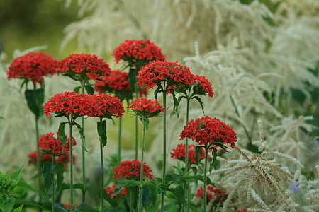zomer, bloem, Kalanchoe, Geitenbaard, rode bloem, tuinplant