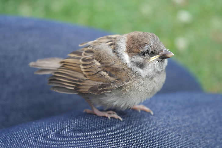 sparrow, bird, wildlife, young