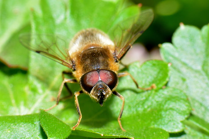 hoverfly, bug, makro, alam, serangga, Close-up, hewan
