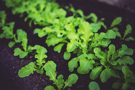 jonge, salade, groen, gezonde, Eco, voedsel, plant
