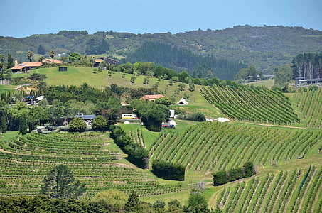 landscape, new zealand, vineyard, agriculture, nature, hill, rural Scene