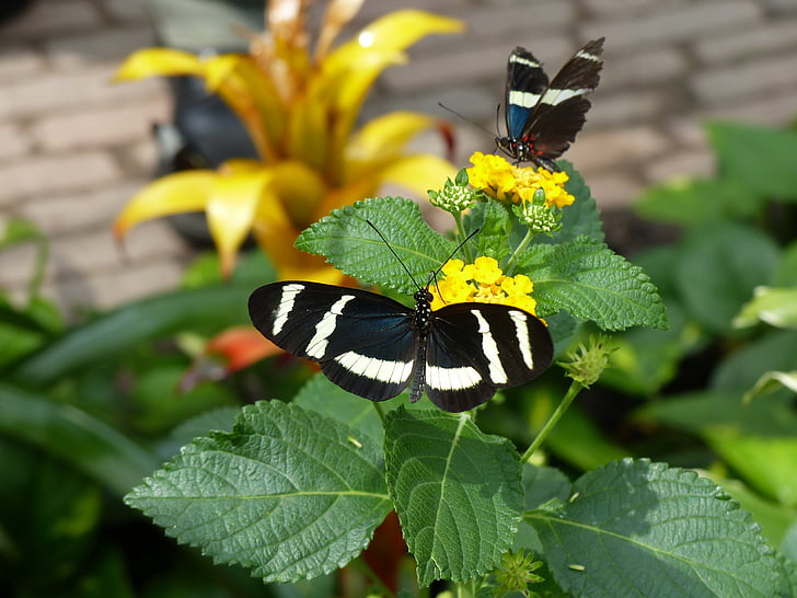 бабочка, черный и белый, тендер, филигрань, животное, тропический, белый рисунок