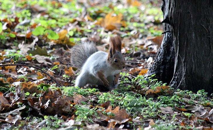 squirrel, protein-hlopotun'ja, view, alertness, curious, closeup, rodent