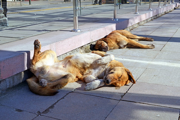 koerad, päike, unistus, puhkus, City, Mutts, koer
