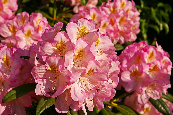 rhododendron, Taman, Blossom, mekar, tanaman, Tutup, merah muda