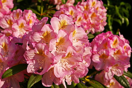 rododendron, zahrada, květ, Bloom, závod, Zavřít, růžová