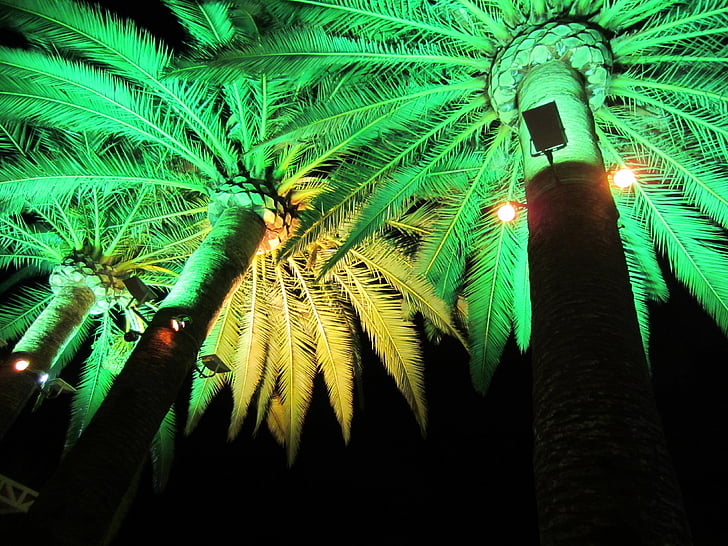 luz verde, iluminação elétrica, iluminação, festa, palmas das mãos, palmeiras, verde