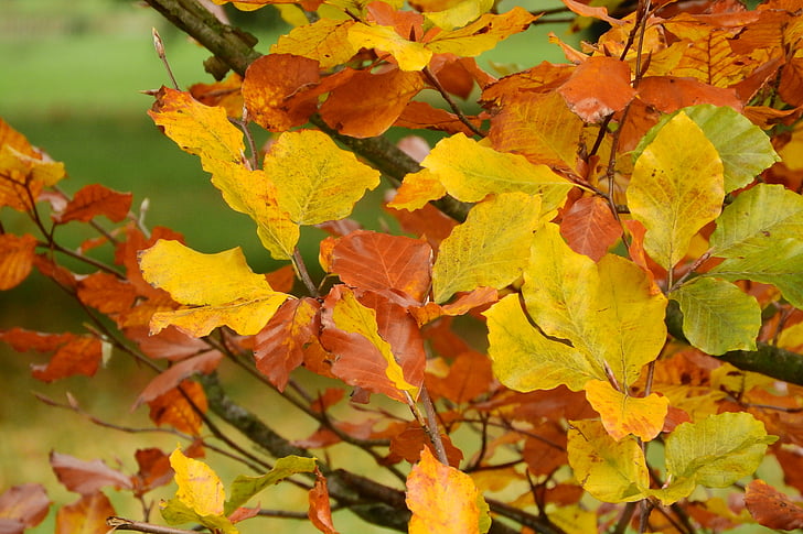 feuilles d’automne, hêtre, Fagus, feuilles colorées, couleurs d’automne, automne doré, forêt de hêtres