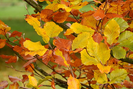 folhas de outono, FaIa, Fagus, folhas coloridas, cores de outono, Outono dourado, floresta de faias