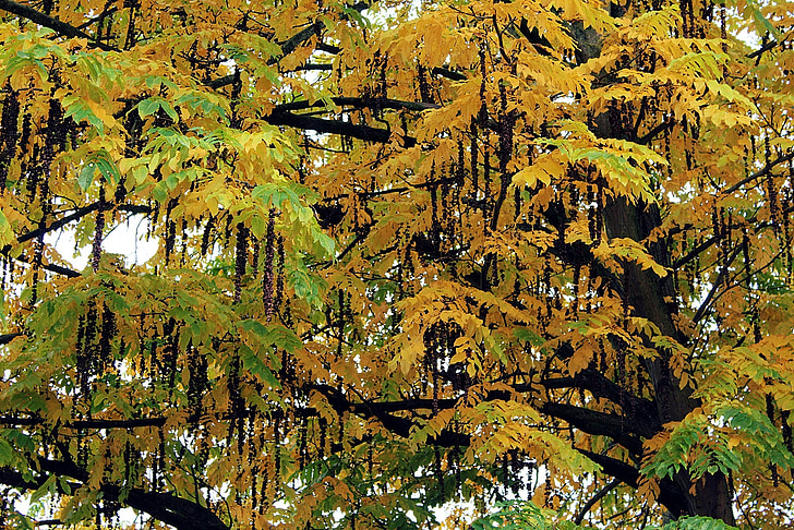 puu, Sügis, lehed, kuldne sügis, Vaade Toompeale, sügisel värvi, kollane