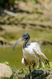 ibis, sacred, threskiornis aethiopicus, bird, wings, fly, water