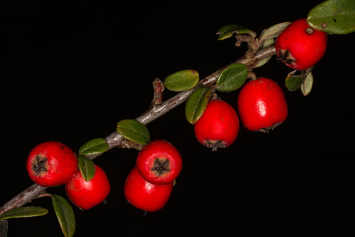 berry, macro, red, fruits, food, nature, ripe