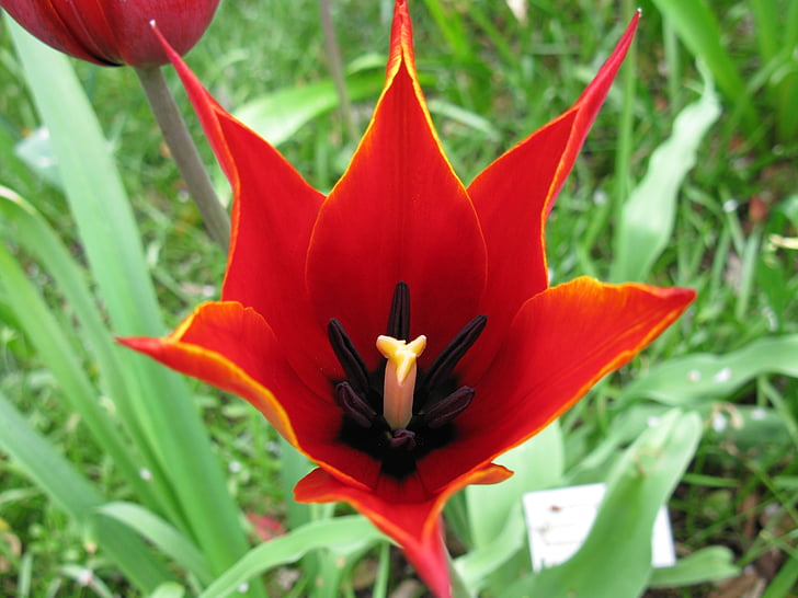 červený Tulipán, zahrada, jaro