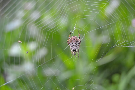 Spinnennetz, Schwarz, Arachnid