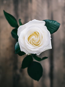 biały, Róża, roślina, Natura, rozmycie, Róża-, Płatek