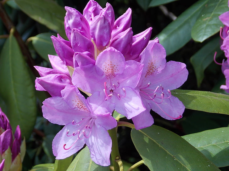 Rhododendron, Rosa, Blossom, Bloom, Stäng, våren, Anläggningen