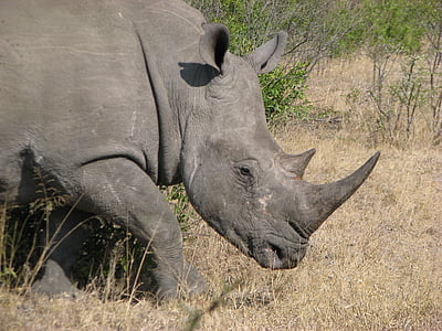africa, rhinoceros, rhino, white, wild