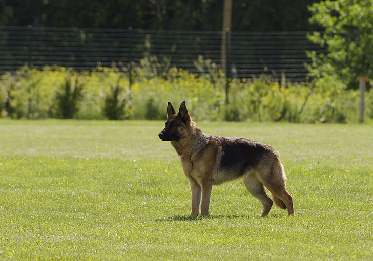 dog, german shepherd, standing, pet, obedient