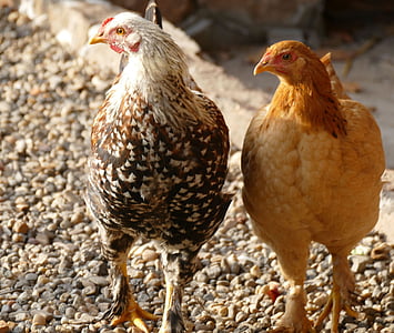 chickens, poultry, hahn, country life, hen, pinnate, bird